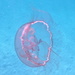 Southern Moon Jelly - Photo (c) farahbeth, some rights reserved (CC BY-NC)