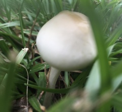 Panaeolus antillarum