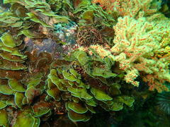 Exallosorus harveyanus