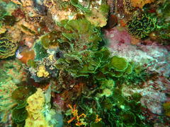 Exallosorus harveyanus