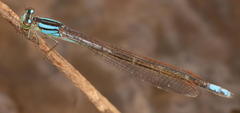 Pseudagrion spernatum natalense