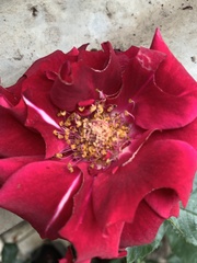 Rosa