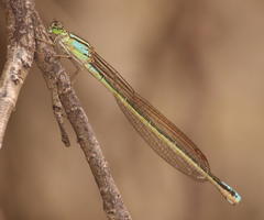 Pseudagrion spernatum natalense