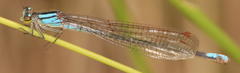 Pseudagrion spernatum natalense