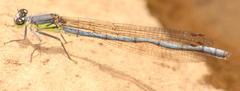 Pseudagrion spernatum natalense