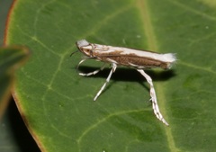 Epicephala lativalvaris