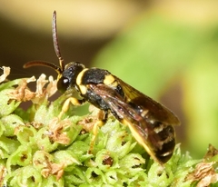 Hylaeus pictus