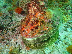 Haliotis midae