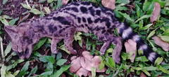 Genetta tigrina tigrina