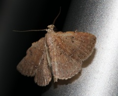Cerynea punctilinealis
