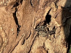 Bassaniana utahensis