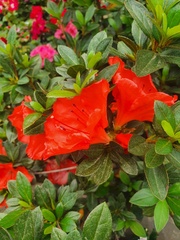 Rhododendron