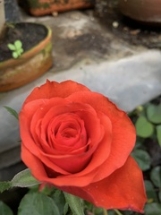 Rosa