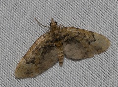 Chloroclystis conversa