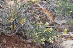 Chrysothamnus depressus