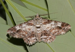 Cleora alienaria