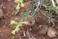 Chrysothamnus depressus