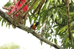 Euphonia rufiventris