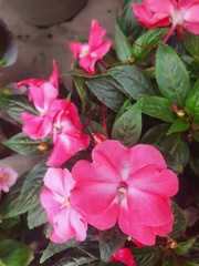 Petunia