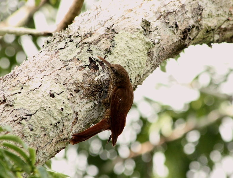 Duida Woodcreeper illustration
