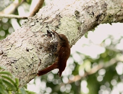 Lepidocolaptes duidae