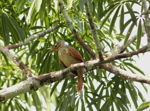 Chestnut-winged Foliage-gleaner (Dendroma erythroptera), photo 2