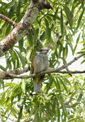 Yellow-shouldered Grosbeak (Parkerthraustes humeralis), photo 9