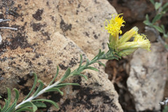 Chrysothamnus depressus