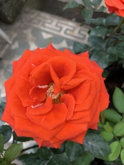Rosa