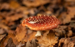 Amanita muscaria muscaria