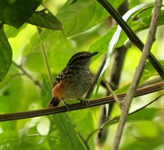 Hypocnemis peruviana