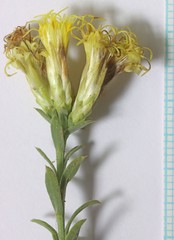 Chrysothamnus depressus