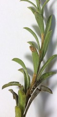 Chrysothamnus depressus
