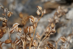 Phacelia perityloides