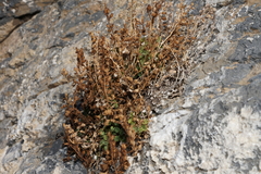 Phacelia perityloides