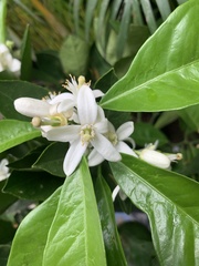 Citrus