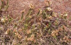 Arrowsmithia styphelioides