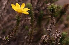 Arrowsmithia styphelioides