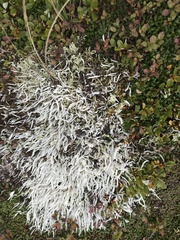 Thamnolia vermicularis