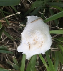 Chlorophyllum molybdites