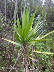 Furcraea andina