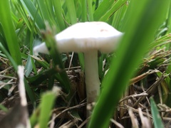 Chlorophyllum molybdites