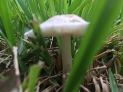 Chlorophyllum molybdites