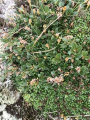 Salix uva-ursi