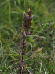 Gentianella germanica
