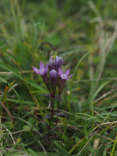 Image of Gentianella germanica by (c) carnifex, some rights reserved (CC BY)