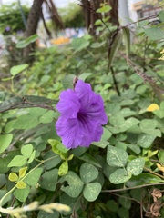 Ruellia