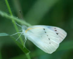 Colotis regina