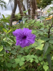 Ruellia