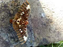 Citheronia splendens